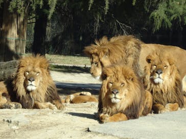 群馬サファリパークに投稿された画像（2022/2/27）