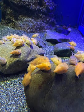 新江ノ島水族館に投稿された画像（2022/2/27）