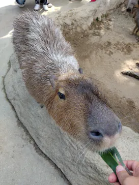 神戸どうぶつ王国に投稿された画像（2022/2/27）