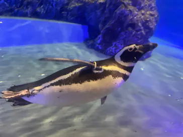 すみだ水族館に投稿された画像（2022/2/27）