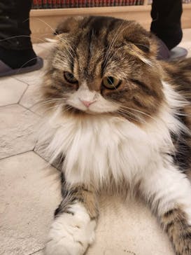 猫カフェモカ　イオンモール幕張新都心店に投稿された画像（2022/2/27）