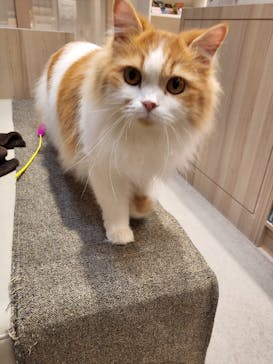 猫カフェモカ　イオンモール幕張新都心店に投稿された画像（2022/2/27）