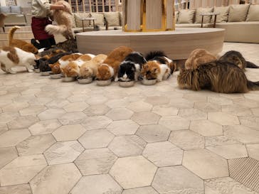 猫カフェモカ　イオンモール幕張新都心店に投稿された画像（2022/2/27）