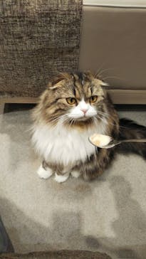 猫カフェモカ　イオンモール幕張新都心店に投稿された画像（2022/2/27）
