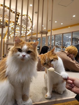 猫カフェモカ　イオンモール幕張新都心店に投稿された画像（2022/2/27）