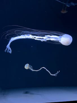 サンシャイン水族館に投稿された画像（2022/2/27）