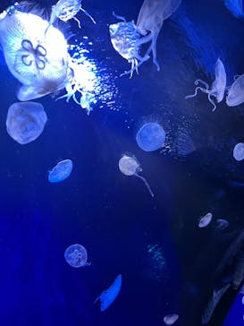 サンシャイン水族館に投稿された画像（2022/2/27）