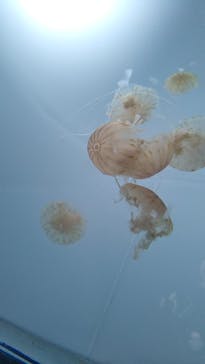 サンシャイン水族館に投稿された画像（2022/2/27）