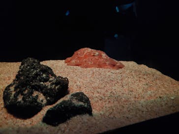 サンシャイン水族館に投稿された画像（2022/2/28）