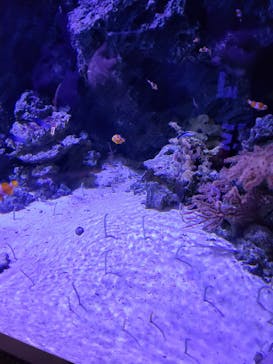 マクセル アクアパーク品川に投稿された画像（2022/2/28）