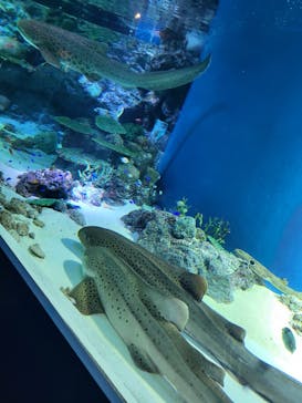 マクセル アクアパーク品川に投稿された画像（2022/2/28）