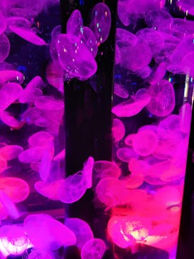 マクセル アクアパーク品川に投稿された画像（2022/2/28）