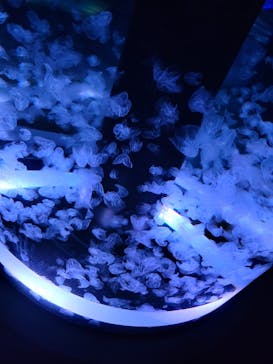 マクセル アクアパーク品川に投稿された画像（2022/2/28）