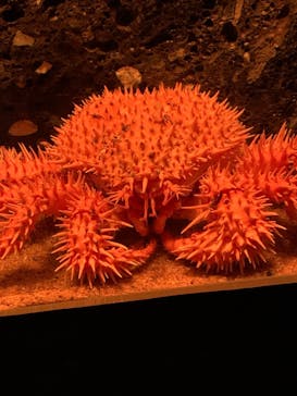 サンシャイン水族館に投稿された画像（2022/2/28）