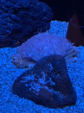 サンシャイン水族館に投稿された画像（2022/2/28）