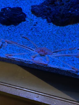 サンシャイン水族館に投稿された画像（2022/2/28）