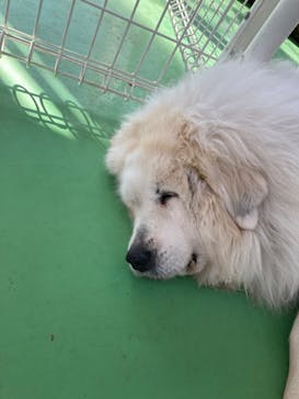 つくばわんわんランドに投稿された画像（2022/2/28）