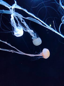 サンシャイン水族館に投稿された画像（2022/2/28）