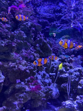 マクセル アクアパーク品川に投稿された画像（2022/2/28）