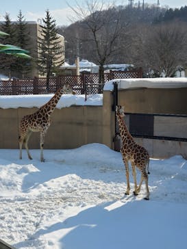 旭川市旭山動物園に投稿された画像（2022/2/28）