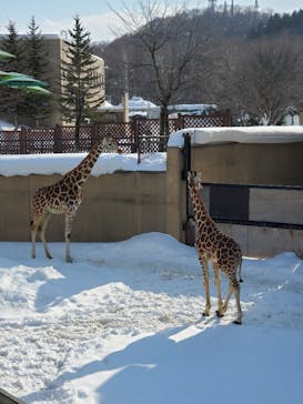 旭川市旭山動物園に投稿された画像（2022/2/28）