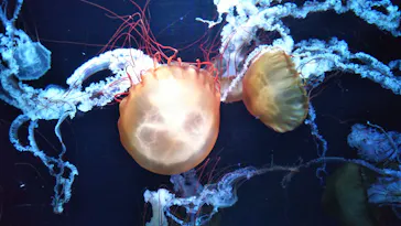 すみだ水族館に投稿された画像（2022/2/28）