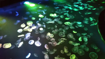 すみだ水族館に投稿された画像（2022/2/28）