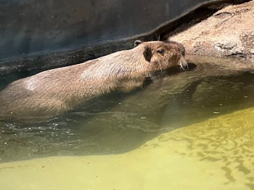 マクセル アクアパーク品川に投稿された画像（2022/2/28）