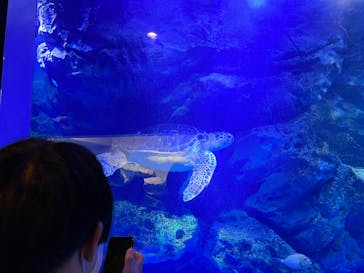 マクセル アクアパーク品川に投稿された画像（2022/2/28）