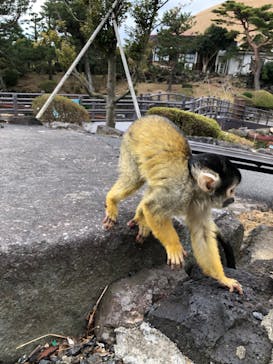 伊豆シャボテン動物公園に投稿された画像（2022/2/28）