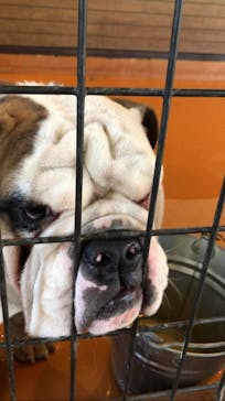 世界の名犬牧場に投稿された画像（2022/2/28）