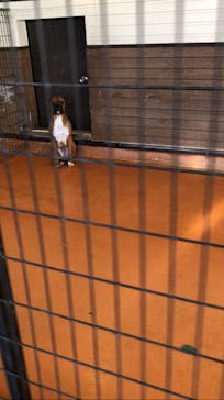 世界の名犬牧場に投稿された画像（2022/2/28）