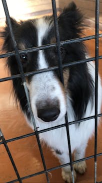 世界の名犬牧場に投稿された画像（2022/2/28）