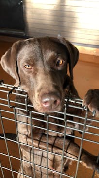 世界の名犬牧場に投稿された画像（2022/2/28）