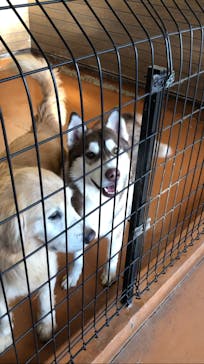 世界の名犬牧場に投稿された画像（2022/2/28）