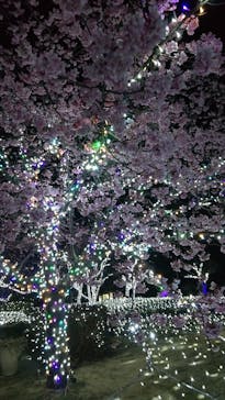 江の島シーキャンドルに投稿された画像（2022/2/28）