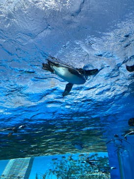サンシャイン水族館に投稿された画像（2022/2/28）