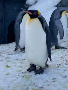 旭川市旭山動物園に投稿された画像（2022/2/28）