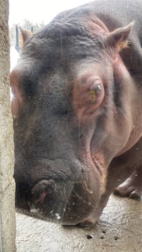 旭川市旭山動物園に投稿された画像（2022/3/1）