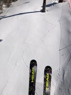 野麦峠スキー場に投稿された画像（2022/3/1）