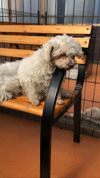 世界の名犬牧場に投稿された画像（2022/3/1）