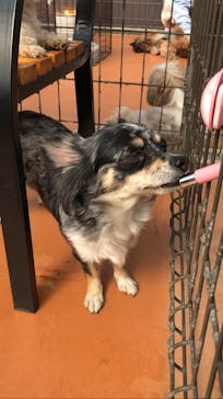 世界の名犬牧場に投稿された画像（2022/3/1）