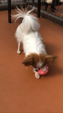 世界の名犬牧場に投稿された画像（2022/3/1）