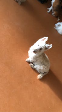 世界の名犬牧場に投稿された画像（2022/3/1）