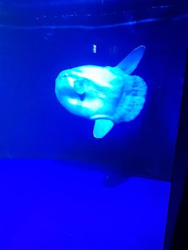 サンシャイン水族館に投稿された画像（2022/3/1）