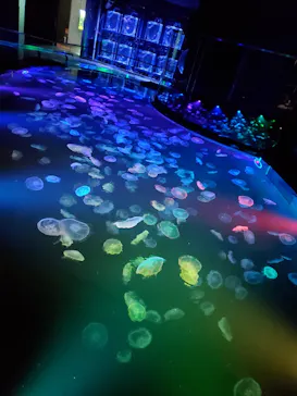 すみだ水族館に投稿された画像（2022/3/1）