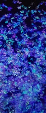 チームラボフォレスト 福岡 - SBI証券に投稿された画像（2022/3/1）