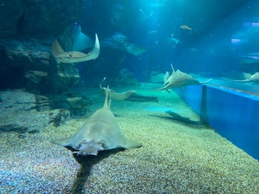 マクセル アクアパーク品川に投稿された画像（2022/3/1）