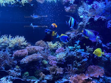 マクセル アクアパーク品川に投稿された画像（2022/3/1）