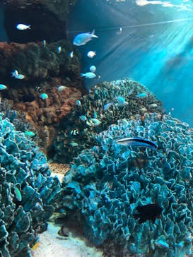 サンシャイン水族館に投稿された画像（2022/3/1）